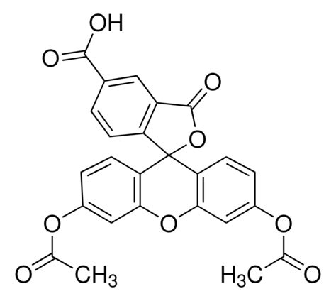 carboxyfluorescein|5 carboxyfluorescein diacetate staining.